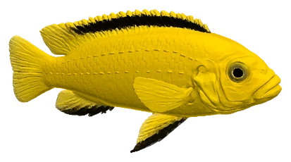 Electric Yellow Lab (Labidochromis caeruleus)