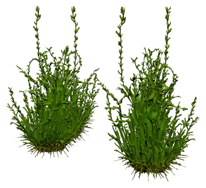 Flame Moss (Taxiphyllum sp. "Flame")