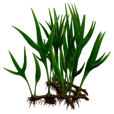 Java Fern 'Trident' (Microsorum pteropus "Trident")