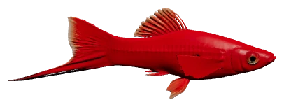 Swordtail (Xiphophorus hellerii)