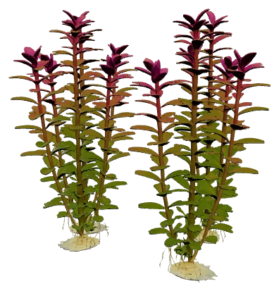 Bacopa salzmannii 'Purple' (Bacopa salzmannii)