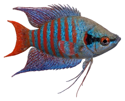 Paradise Fish (Macropodus opercularis)