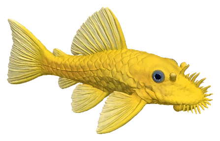 Bristlenose Pleco, Lemon Blue Eye