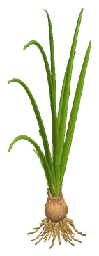Onion Plant (Crinum thaianum)