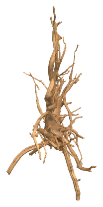 Spider Wood