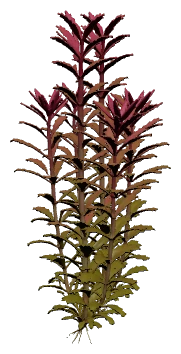 Limnophila aromatica