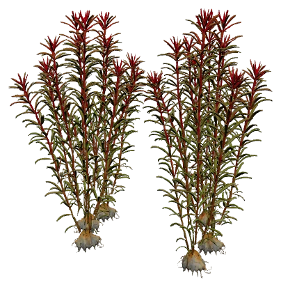 Ludwigia arcuata
