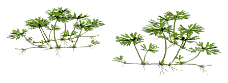 Ranunculus inundatus