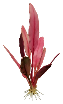 Cryptocoryne 'Flamingo' (Cryptocoryne "Flamingo")