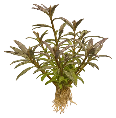 Staurogyne 'Porto Velho' (Staurogyne sp.)