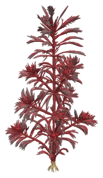 Red Myriophyllum (Myriophyllum tuberculatum)