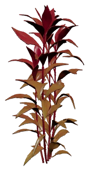 Persicaria 'Sao Paulo' (Persicaria sp.)