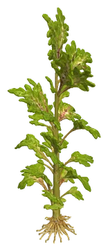 Mexican Oak Leaf (Shinnersia rivularis)