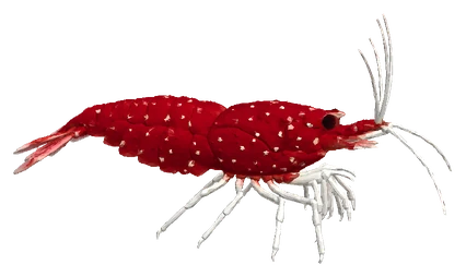 Cardinal Sulawesi Shrimp (Caridina dennerli)