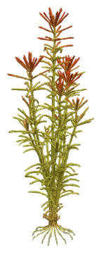 Rotala mexicana