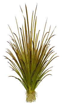 Blyxa japonica