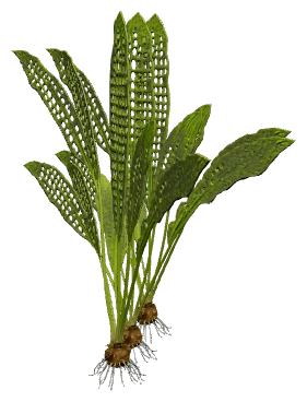 Madagascar Lace Plant (Aponogeton madagascariensis)
