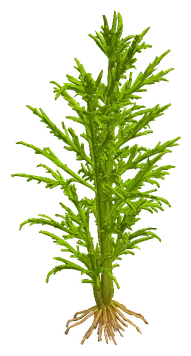 Hygrophila odora