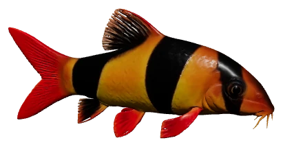 Clown Loach (Chromobotia macracanthus)