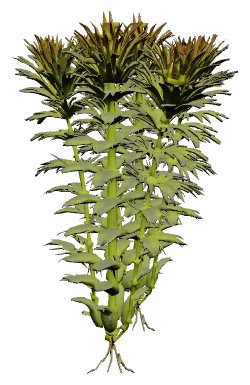 Myriophyllum mattogrossense