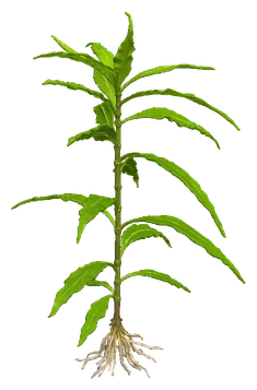 Willow Hygro (Hygrophila ringens)