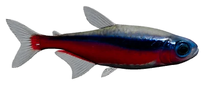 Cardinal Tetra (Paracheirodon axelrodi)