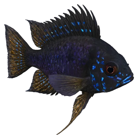 German Blue Ram, Black