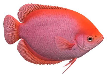 Kissing Gourami (Helostoma temminkii)
