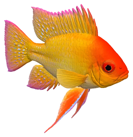 German Blue Ram, Gold