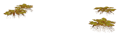 Azolla (Azolla filiculoides)