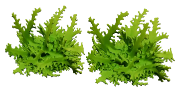 Subwassertang (Lomariopsis sp.)