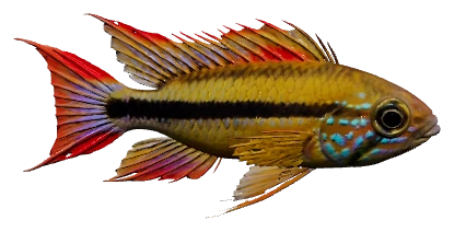 Apistogramma agassizii