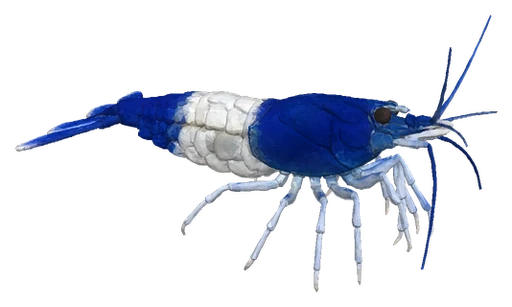 Cherry Shrimp, Blue Rili