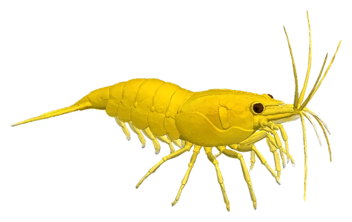 Cherry Shrimp, Yellow